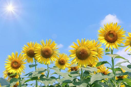 夏の画像