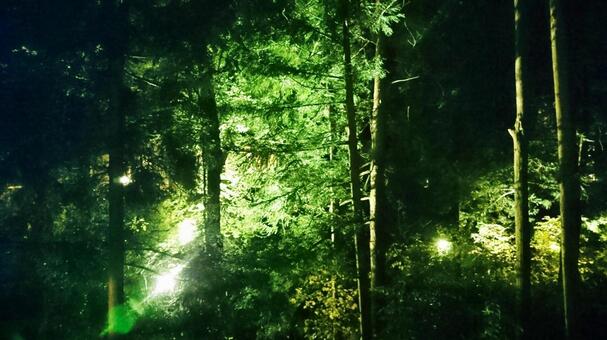 夜の森