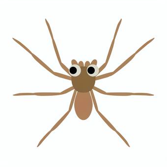 アシダカグモ